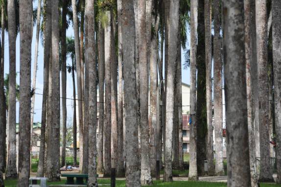 O Palmentuin, belo bosque de palmeiras em Paramaribo, no Suriname
